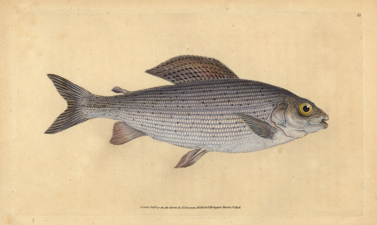 Grayling, Thymallus thymallus (Salmo thymallus). Handcoloured copperplate drawn and engraved by Edward Donovan from his Natural History of British Fishes, Donovan and F.C. and J. Rivington, London by Edward Donovan