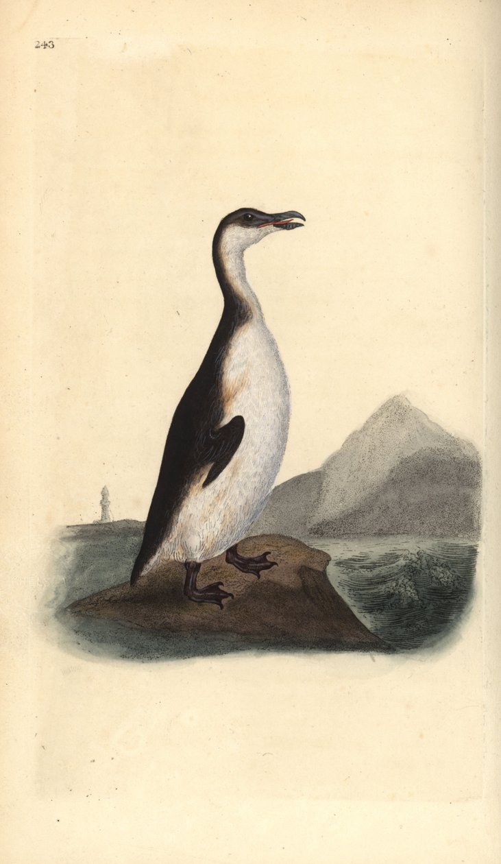 Great auk, Pinguinus impennis, hunted to extinction by egg collectors in 1844. Handcoloured copperplate drawn and engraved by Edward Donovan from his own “Natural History of British Birds,” London by Edward Donovan