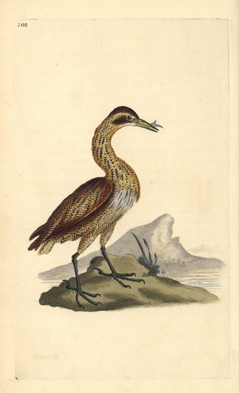 Büyük balaban, Botaurus stellaris. Edward Donovan tarafından kendi “Natural History of British Birds” Londra kitabından çizilip kazınmış, elle boyanmış bakır levha by Edward Donovan