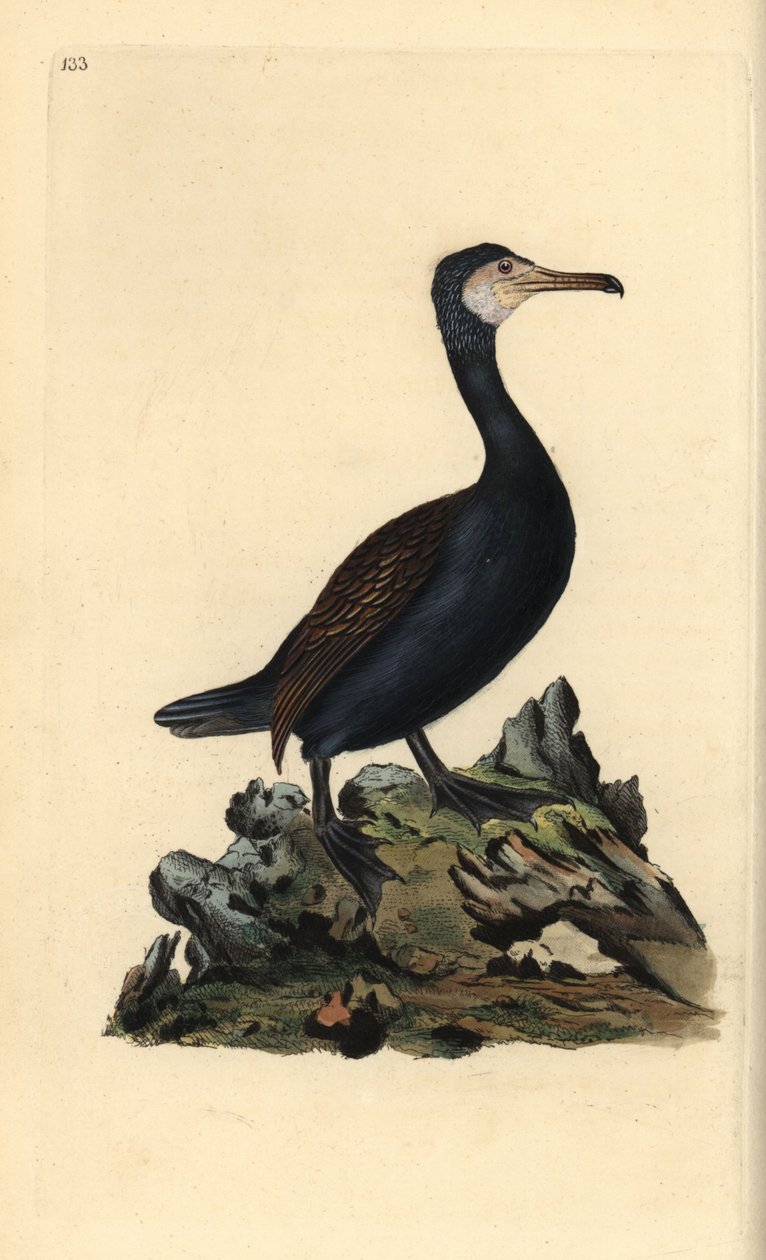 Büyük karabatak, Phalacrocorax carbo. Edward Donovan tarafından kendi “British Birds