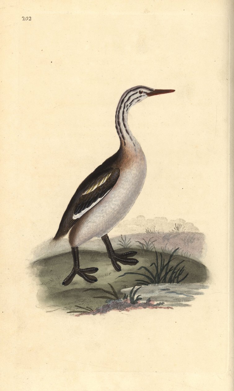 Büyük tepeli batağan, Podiceps cristatus. Edward Donovan tarafından kendi “Natural History of British Birds” Londra kitabından çizilip kazınmış, elle boyanmış bakır levha by Edward Donovan