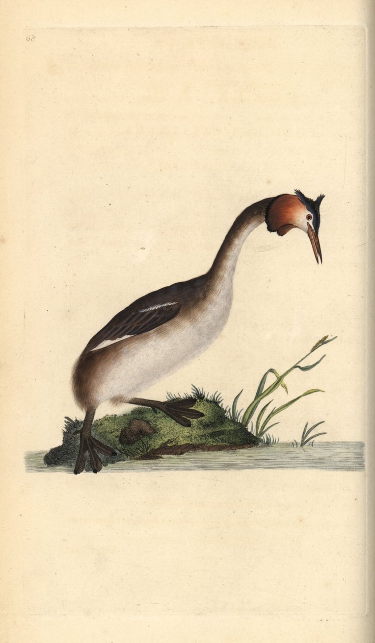 Büyük tepeli batağan, Podiceps cristatus. Edward Donovan tarafından kendi “Natural History of British Birds” Londra kitabından çizilip kazınmış, elle boyanmış bakır levha by Edward Donovan