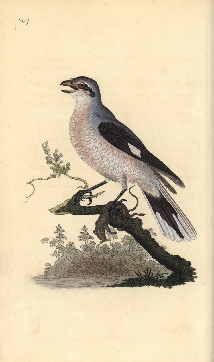 Karatavuk, Kızıl Kanat, Ökse Ardıç, Ardıç rki by Edward Donovan