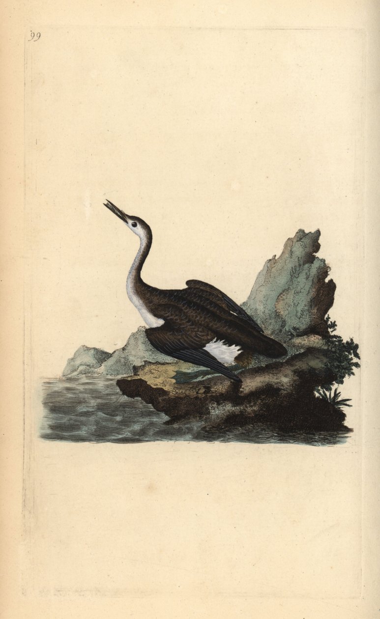 Büyük kuzey loon ya da dalgıç, Gavia immer. Edward Donovan tarafından kendi “Natural History of British Birds” Londra kitabından çizilip kazınmış, elle boyanmış bakır levha by Edward Donovan