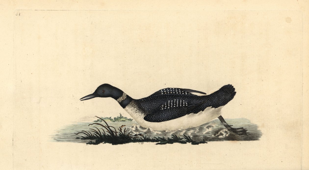 Büyük kuzey loon ya da dalgıç, Gavia immer. Edward Donovan tarafından kendi “Natural History of British Birds” Londra kitabından çizilip kazınmış, elle boyanmış bakır levha by Edward Donovan