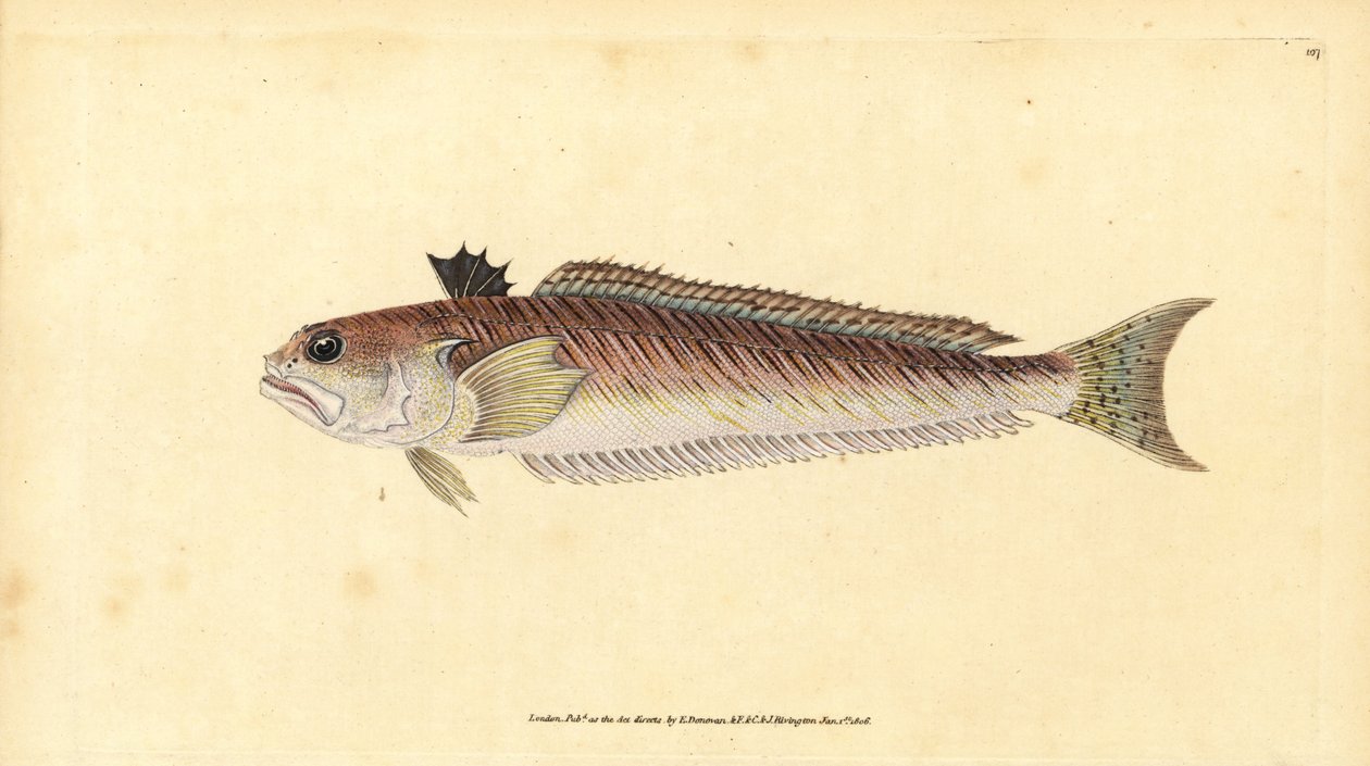 Daha büyük, Trachinus draco (Daha büyük dokumacı veya acı boğa, Trachinus majör). Edward Donovan tarafından Natural History of British Fishes, Donovan ve F.C. ve J. Rivington, Londra by Edward Donovan