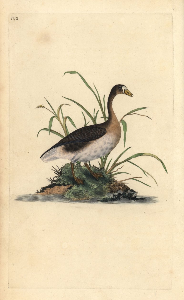 Büyük beyaz önlü kaz, Anser albifrons. Edward Donovan tarafından kendi “Natural History of British Birds” Londra kitabından çizilip kazınmış, elle boyanmış bakır levha by Edward Donovan
