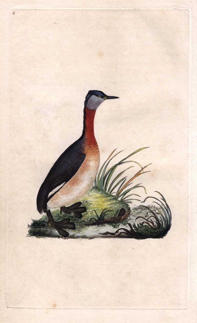 Neşeli bataklık. Podiceps grisegena (Podiceps ruficollis). Histoire naturelle des oiseaux britanniques, Londra