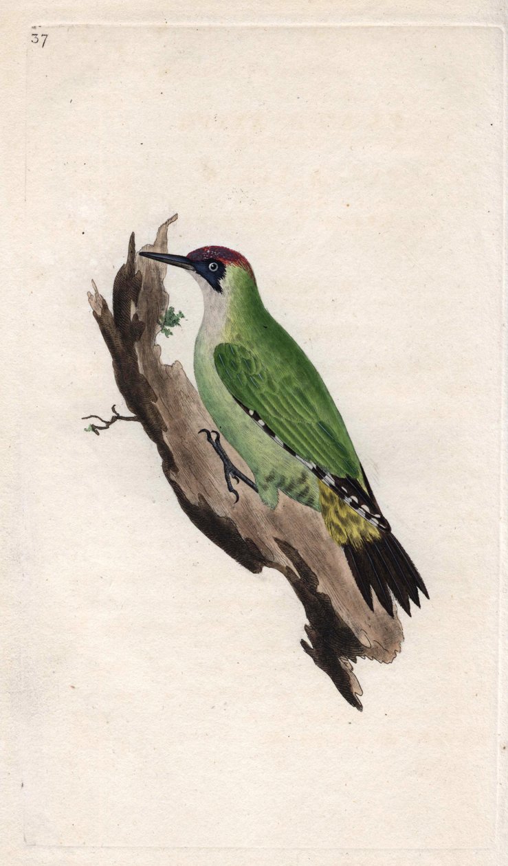 Green woodpecker. Picus viridis. Copper engraving by Edward Donovan (1768-1837), published in Histoire naturelle des oiseaux britanniques, London by Edward Donovan