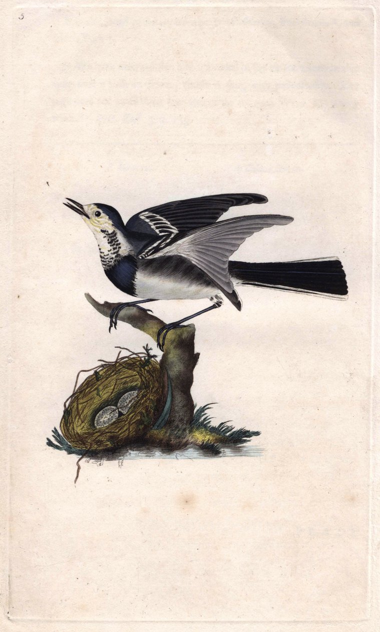 Gri Kuyruksallayan. Motacilla alba. İngiliz Kuşlarının Natural History, Londra
