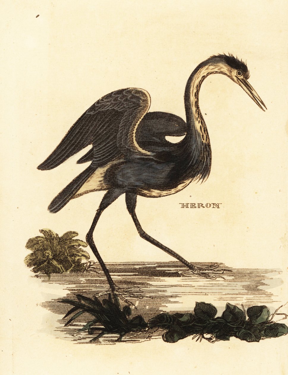Gri balıkçıl, Ardea cinerea by Edward Donovan