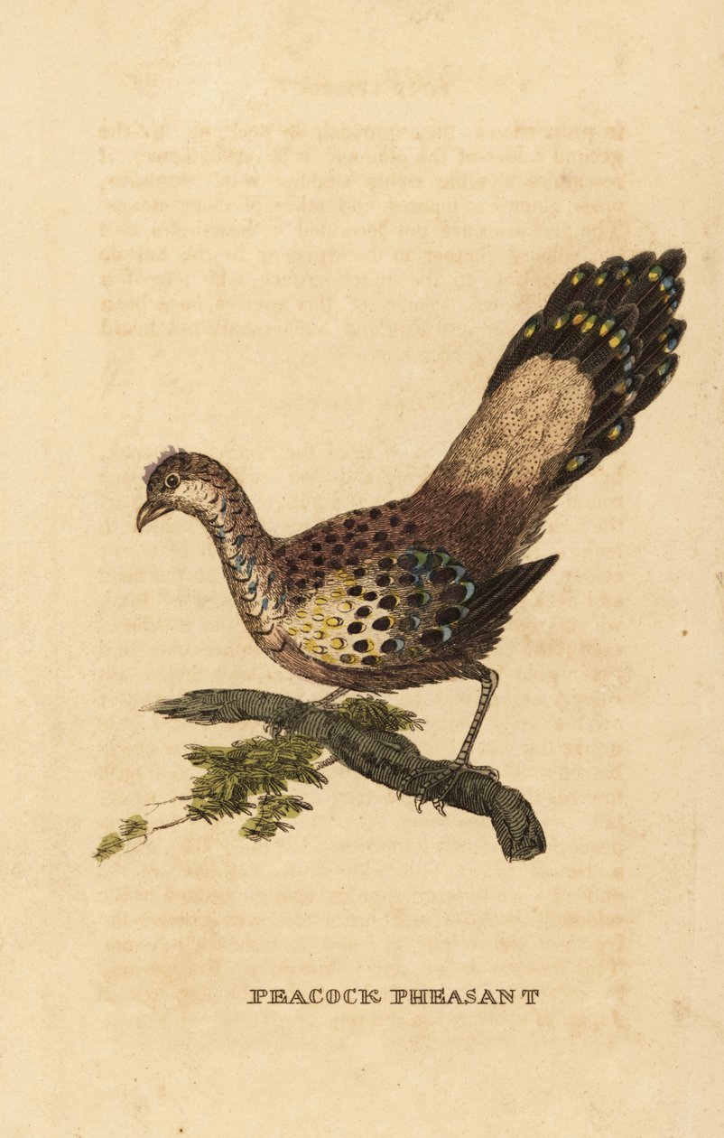 Gri tavus kuşu-sülün, Polyplectron bicalcaratum by Edward Donovan
