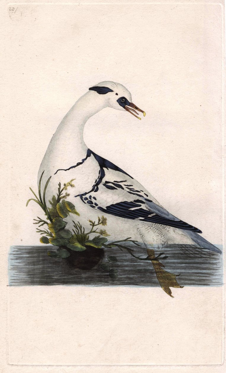 Hobi, Falco subbuteo, bir ayağı ölü bir kuş üzerinde. Edward Donovan tarafından kendi “Natural History of British Birds” Londra kitabından çizilip kazınmış, elle boyanmış bakır levha by Edward Donovan