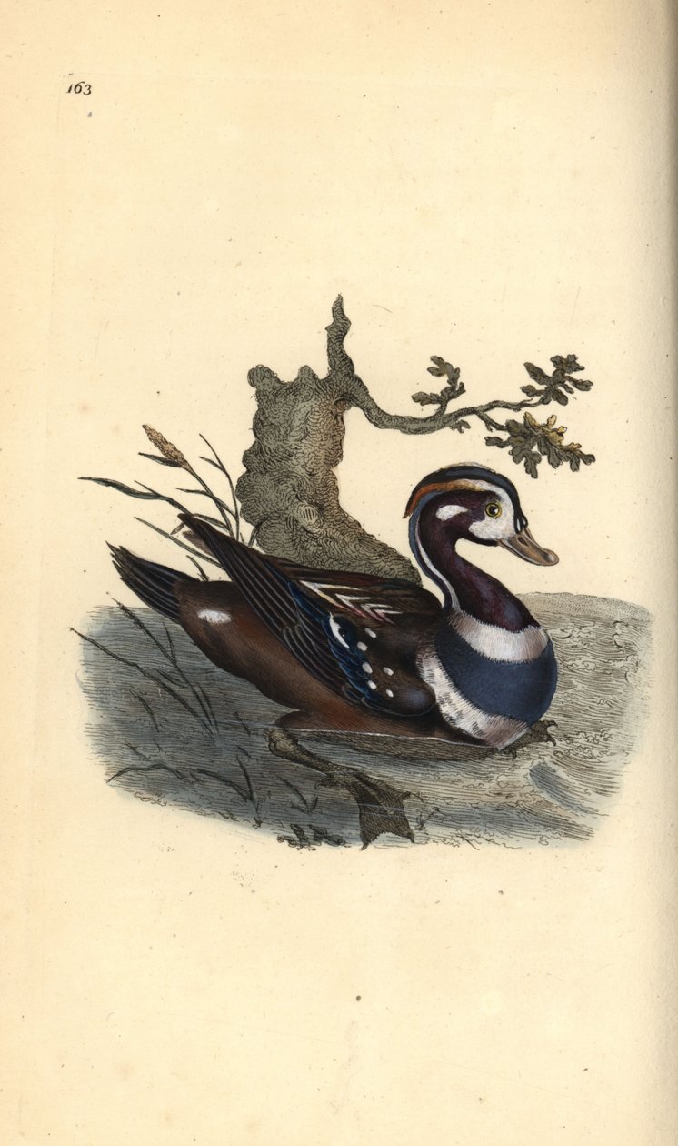 Kwifotoza hamwe nindi mitwe, 1819 (lithographie) by Edward Donovan