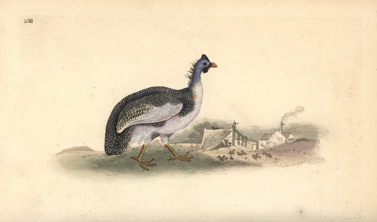 Miğferli beç kuşu, Numida meleagris. Edward Donovan tarafından kendi “Natural History of British Birds” Londra kitabından çizilip kazınmış, elle boyanmış bakır levha by Edward Donovan