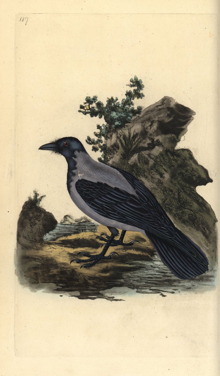 Kapşonlu karga, Corvus cornix. Edward Donovan tarafından kendi “Natural History of British Birds” Londra kitabından çizilip kazınmış, elle boyanmış bakır levha by Edward Donovan