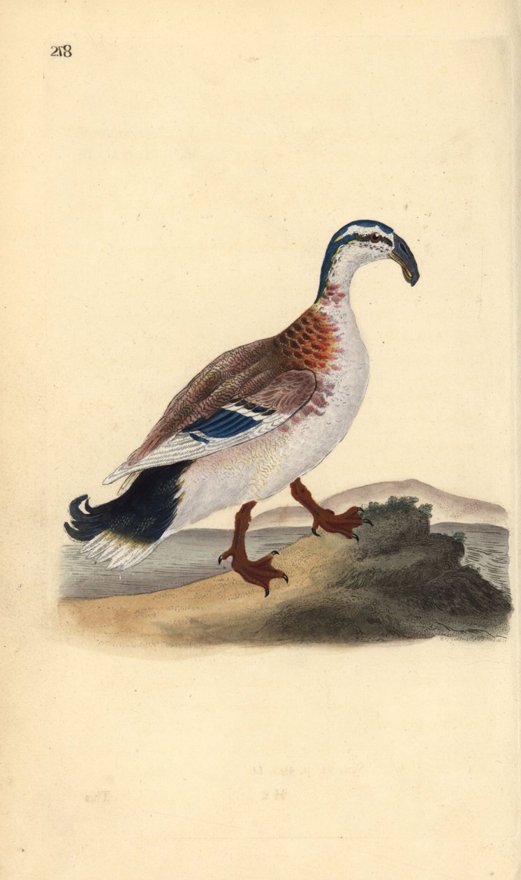 Kanca gagalı yaban ördeği, Anas platyrhynchos. Edward Donovan tarafından kendi “Natural History of British Birds” Londra kitabından çizilip kazınmış, elle boyanmış bakır levha by Edward Donovan