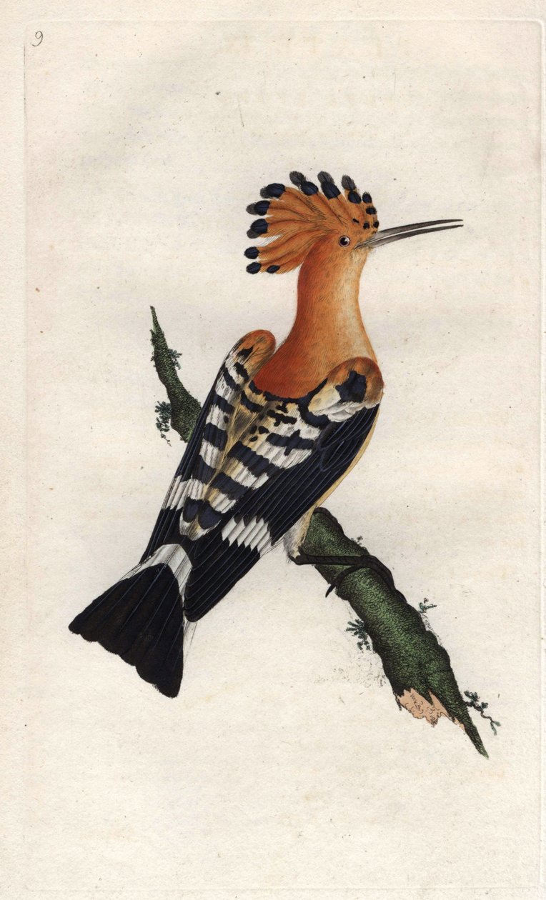 ibibik. Upupa epopları. İngiliz Kuşlarının Natural History, Londra