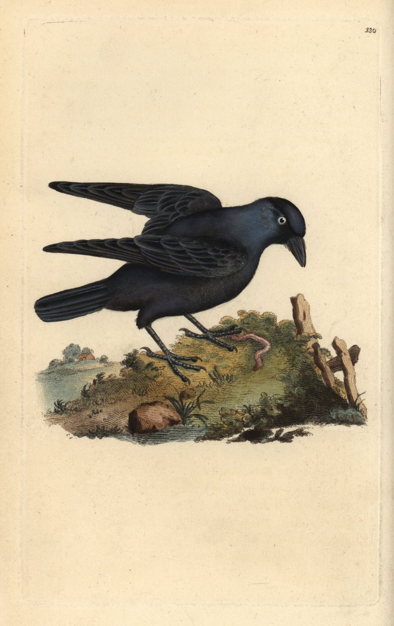 Küçük karga, Corvus monedula, solucanlı. Edward Donovan tarafından kendi “Natural History of British Birds” (1794-1819) kitabından çizilmiş ve oyulmuş, elle boyanmış bakır levha. Edward Donovan (1768-1837) bir İngiliz-İrlandalı amatör zoolog, yazar, sanatç by Edward Donovan