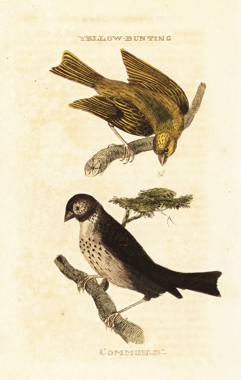 Japon sarı kiraz kuşu, Emberiza sulphurata ve mısır kiraz kuşu, Emberiza calandra by Edward Donovan