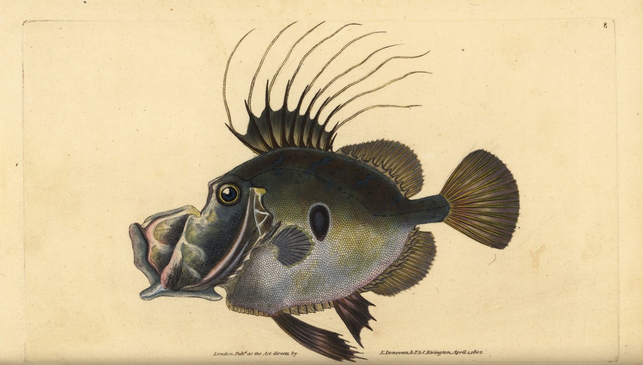 John Dory or Doree, Zeus faber. Handcoloured copperplate drawn and engraved by Edward Donovan from his Natural History of British Fishes, Donovan and F.C. and J. Rivington, London by Edward Donovan