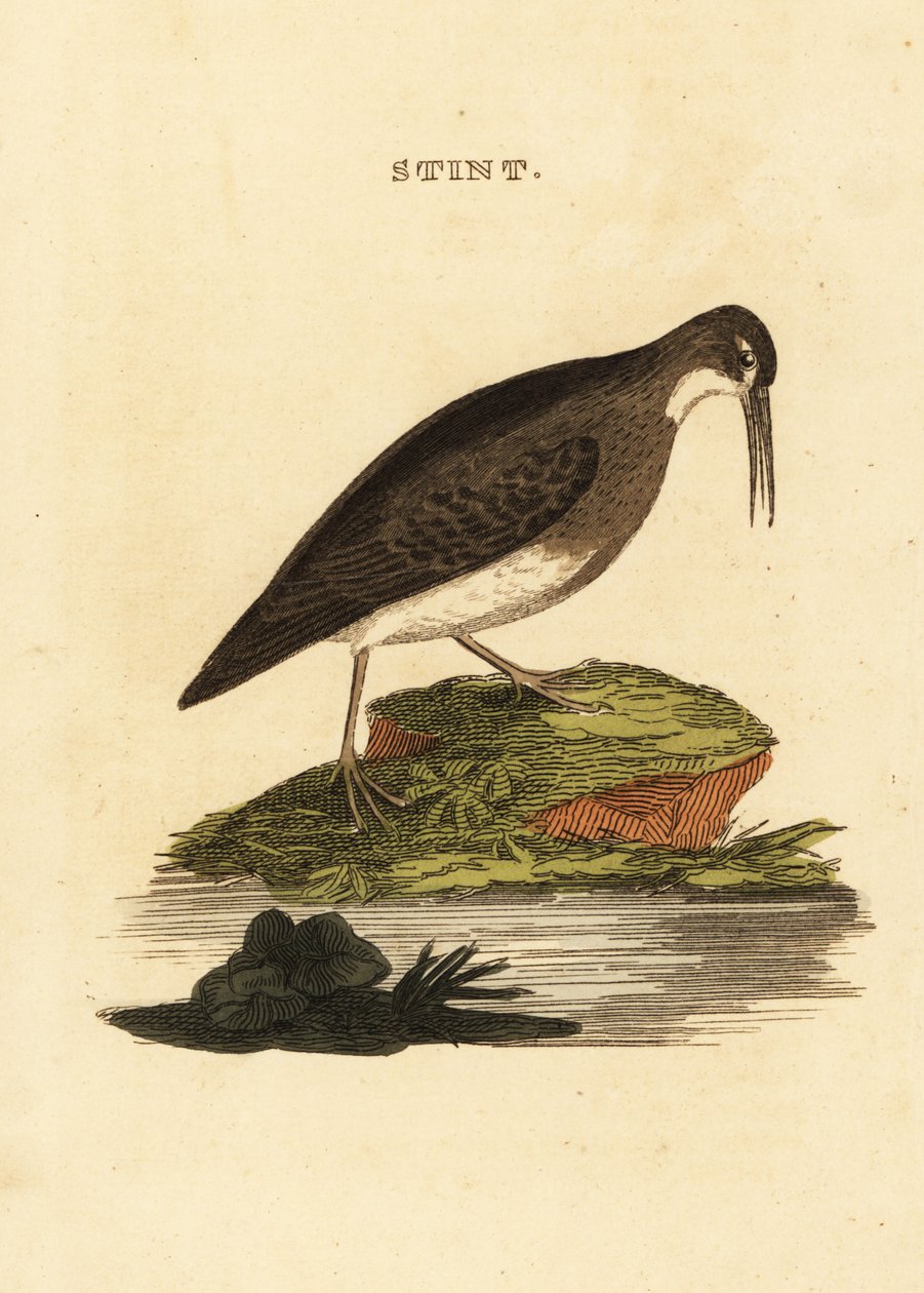 En az kum kuşu, Calidris minutilla by Edward Donovan