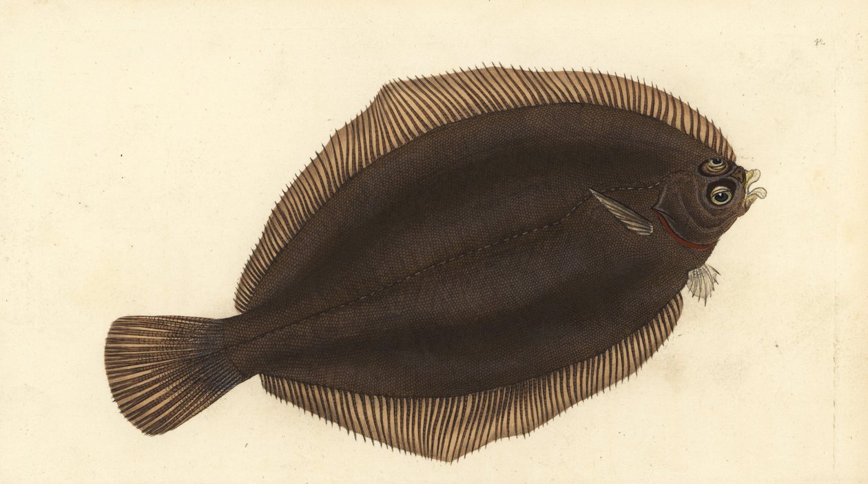 Limon tabanı, Microstomus kitt (Küçük başlı veya lekeli dab, Pleuronectes microcephalus). Edward Donovan tarafından Natural History of British Fishes, Donovan ve F.C. ve J. Rivington, Londra by Edward Donovan