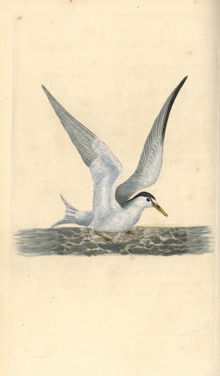 Küçük ya da küçük sumru, Sternula albifrons. Edward Donovan tarafından kendi “Natural History of British Birds” Londra kitabından çizilip kazınmış, elle boyanmış bakır levha by Edward Donovan
