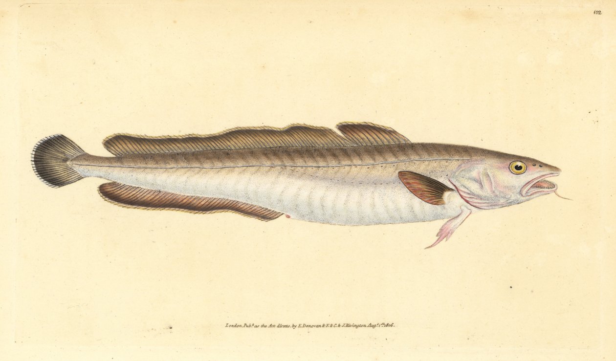 Ling balığı, Molva molva (Gadus molva). Edward Donovan tarafından Natural History of British Fishes, Donovan ve F.C. ve J. Rivington, Londra by Edward Donovan