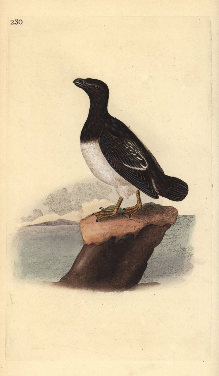 Küçük auk veya Dovekie (dişi), Alle. Edward Donovan tarafından kendi “Natural History of British Birds” Londra kitabından çizilip kazınmış, elle boyanmış bakır levha by Edward Donovan
