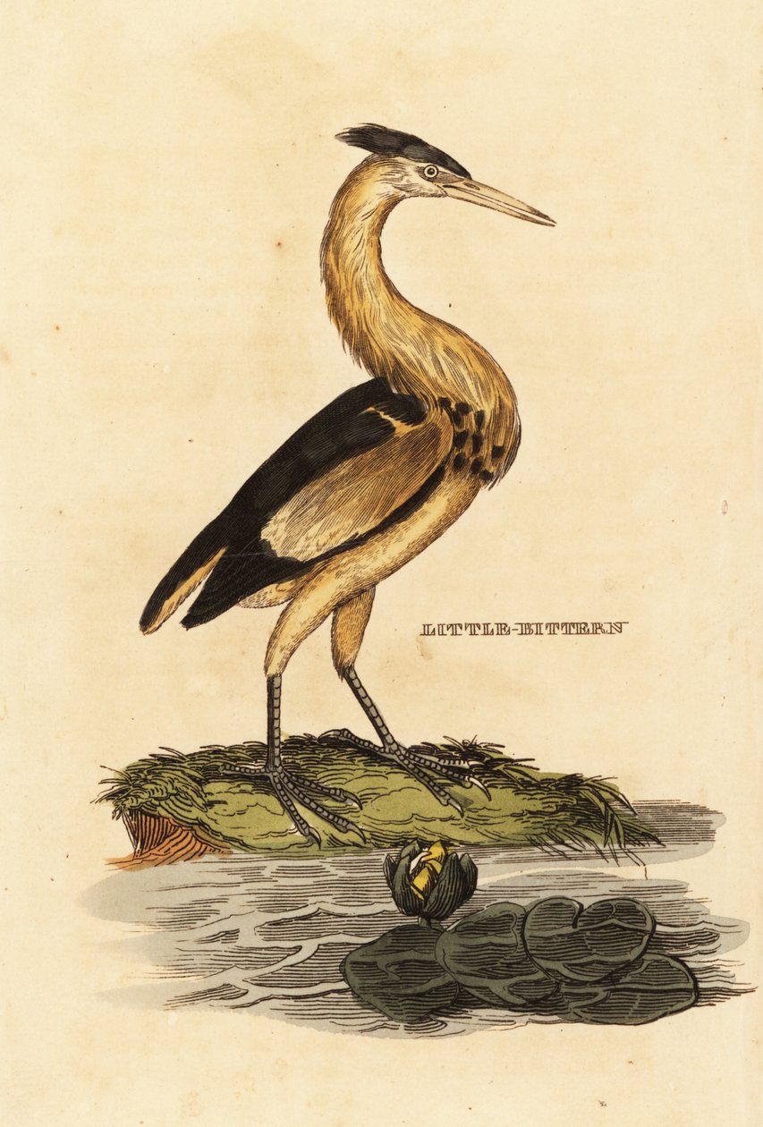 Küçük balaban, Ixobrychus minutus by Edward Donovan