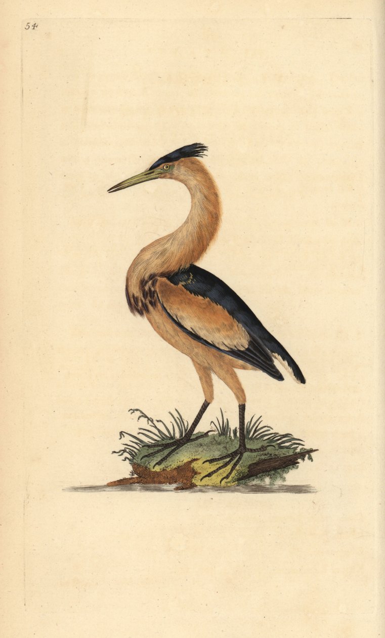 Küçük balaban, Ixobrychus minutus. Edward Donovan tarafından kendi “Natural History of British Birds” Londra kitabından çizilip kazınmış, elle boyanmış bakır levha by Edward Donovan