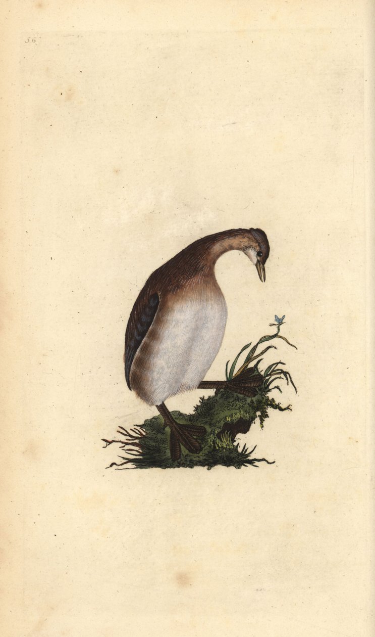 Küçük batağan, Tachybaptus ruficollis. Edward Donovan tarafından kendi “Natural History of British Birds” Londra kitabından çizilip kazınmış, elle boyanmış bakır levha by Edward Donovan
