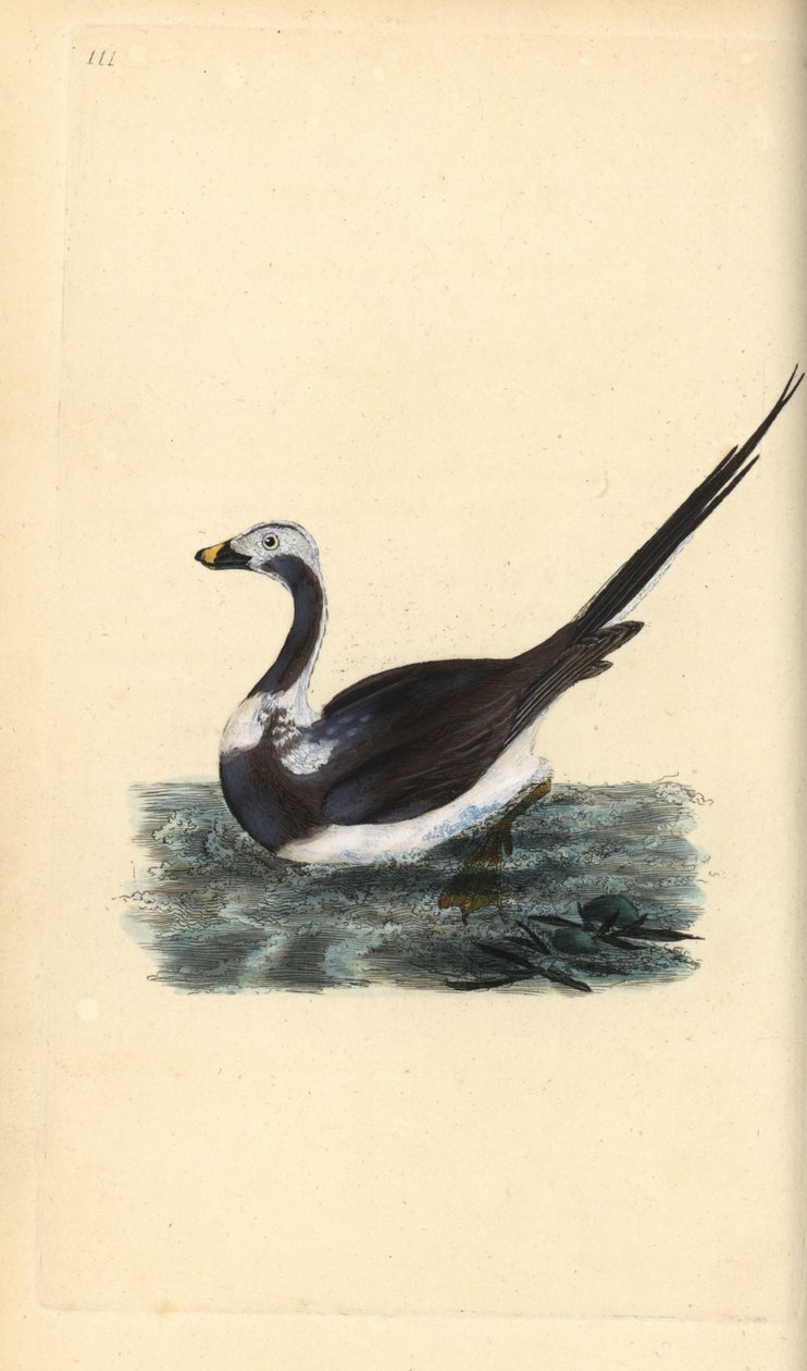 Long-tailed duck, Clangula hyemalis. Vulnerable. Handcoloured copperplate drawn and engraved by Edward Donovan from his own “Natural History of British Birds,” London by Edward Donovan