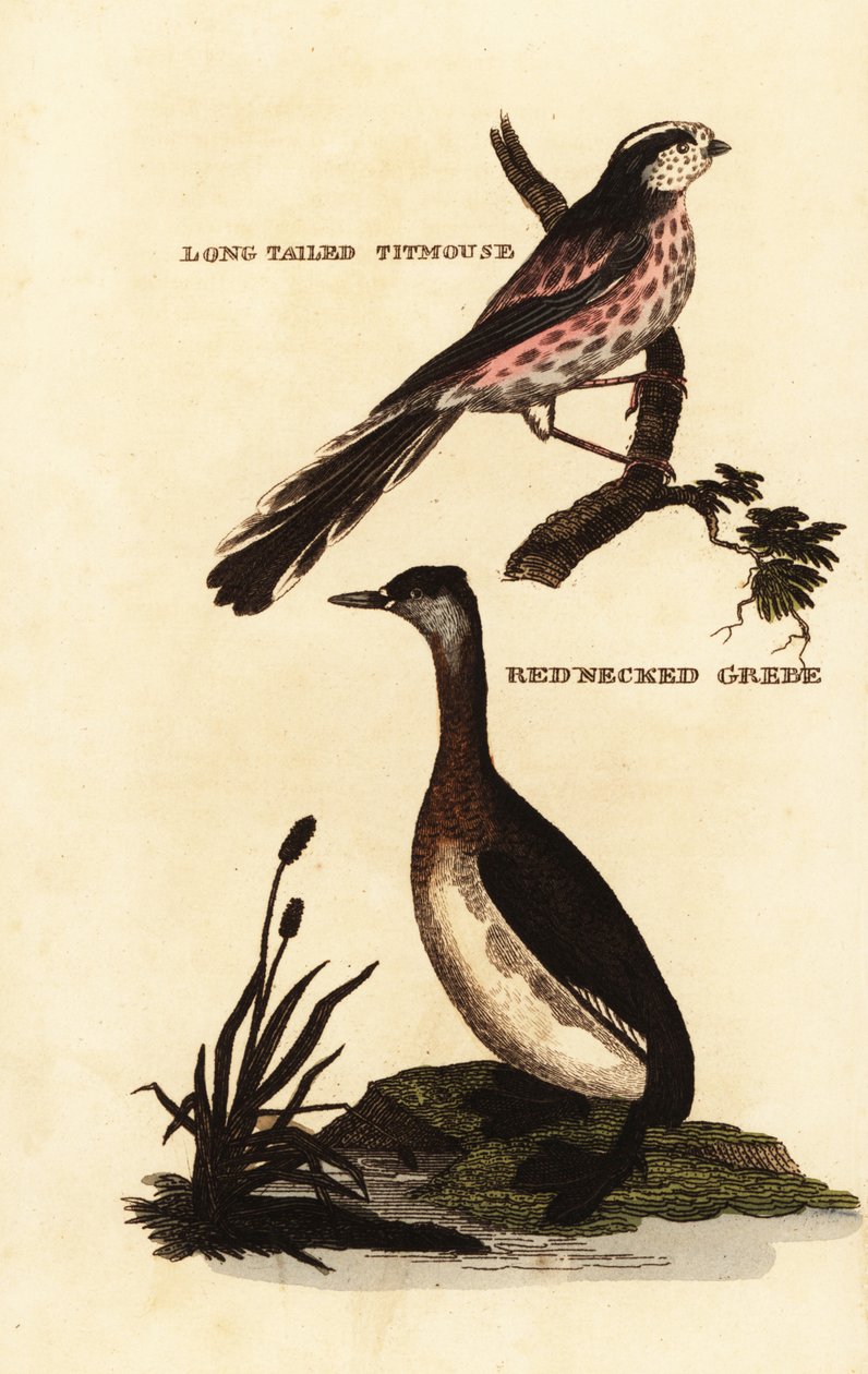 Uzun kuyruklu baştankara veya uzun kuyruklu bushtit, Aegithalos caudatus ve kırmızı boyunlu batağan, Podiceps grisegena by Edward Donovan
