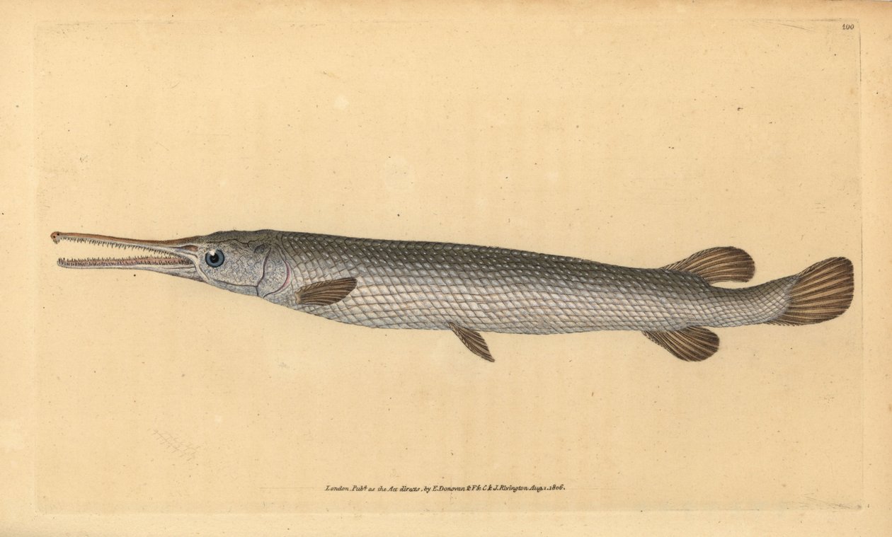 Uzun burunlu gar, Lepisosteus osseus (Osseus gar balığı, Esox osseus). Edward Donovan tarafından Natural History of British Fishes, Donovan ve F.C. ve J. Rivington, Londra by Edward Donovan
