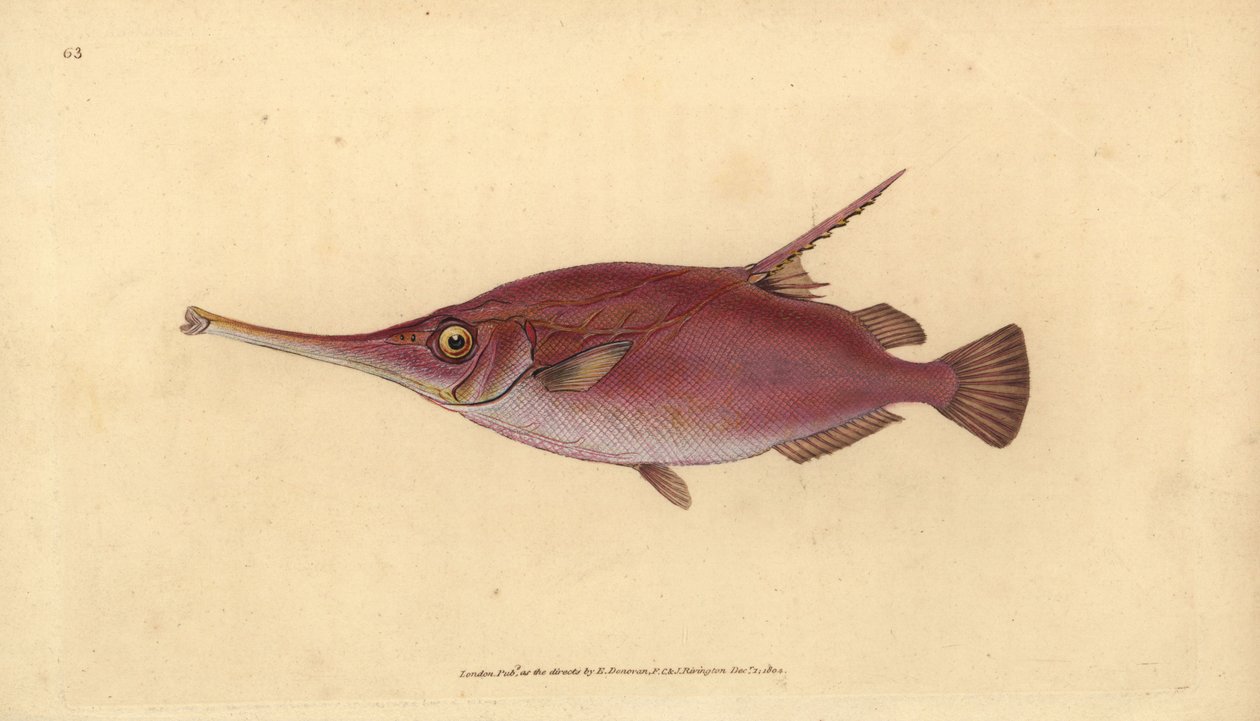 Longspine snipefish, Macroramphosus scolopax (Çulluk veya trompet balığı, Centriscus scolopax). Edward Donovan tarafından Natural History of British Fishes, Donovan ve F.C. ve J. Rivington, Londra by Edward Donovan