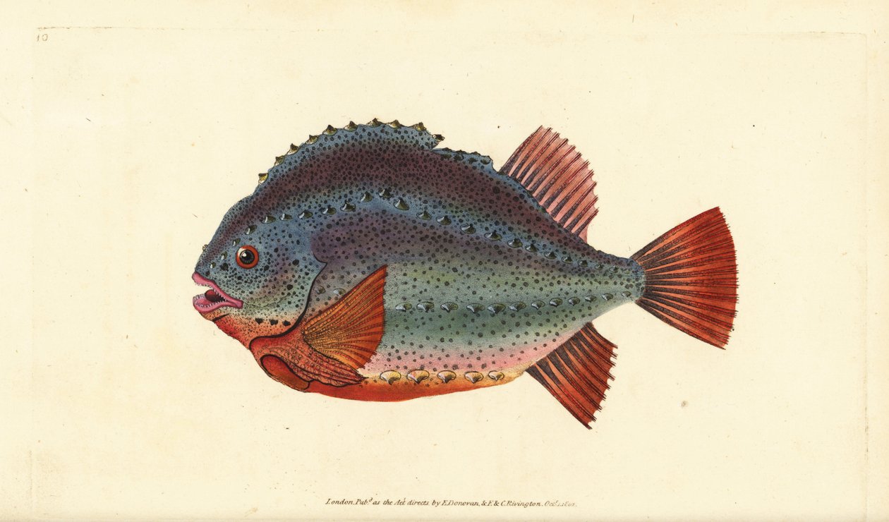 Lumpsucker veya lumpfish, Cyclopterus lumpus. Edward Donovan tarafından Natural History of British Fishes, Donovan ve F.C. ve J. Rivington, Londra by Edward Donovan