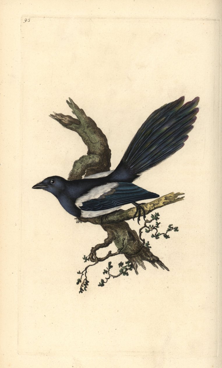 Magpie, Pica pica. Handcoloured copperplate drawn and engraved by Edward Donovan from his own “Natural History of British Birds,” London by Edward Donovan