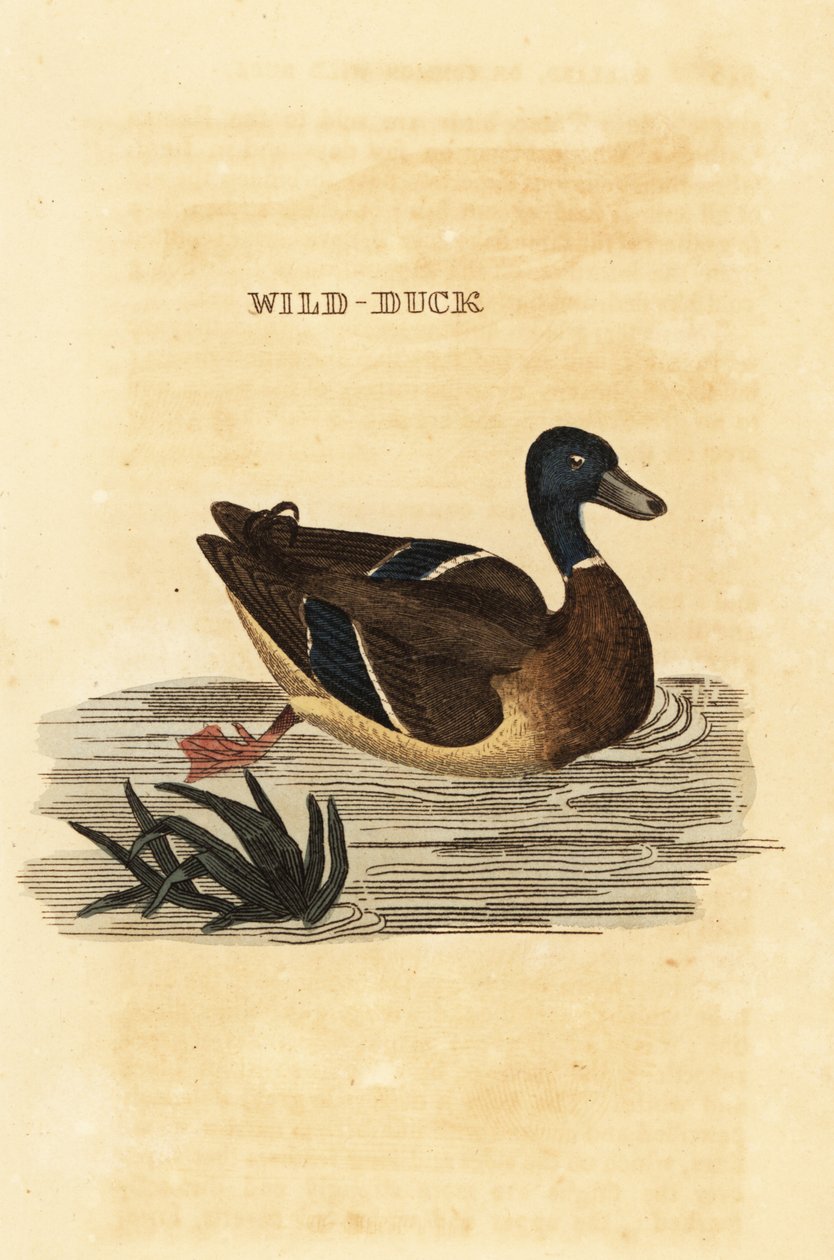 Yeşilbaş, Anas platyrhynchos by Edward Donovan