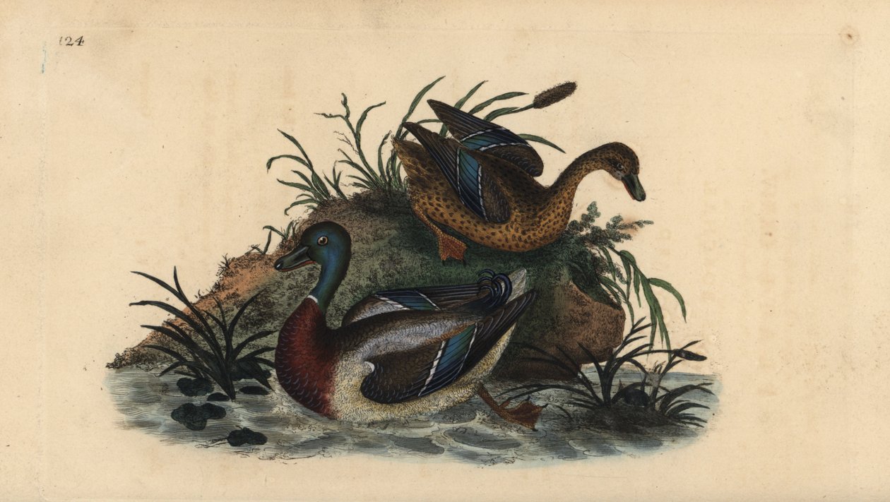 Yeşilbaş ördekler, Anas platyrhynchos, erkek ve dişi çifti. Edward Donovan tarafından kendi “Natural History of British Birds” Londra kitabından çizilip kazınmış, elle boyanmış bakır levha by Edward Donovan