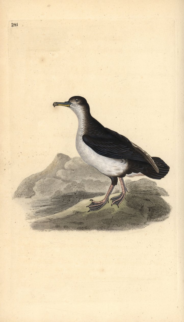 Manx shearwater, Puffinus puffinus. Handcoloured copperplate drawn and engraved by Edward Donovan from his own “Natural History of British Birds,” London by Edward Donovan