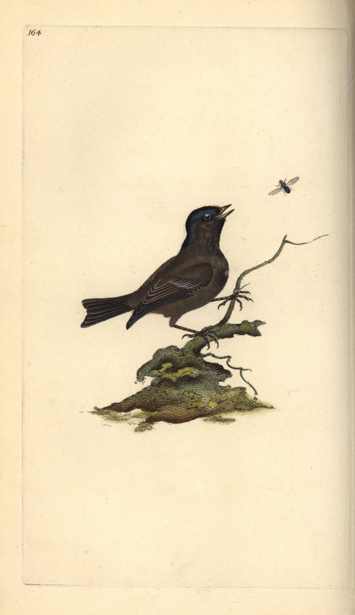 Bataklık Baştankara, Poecile Palustris. Edward Donovan tarafından kendi “Natural History of British Birds” Londra kitabından çizilip kazınmış, elle boyanmış bakır levha by Edward Donovan