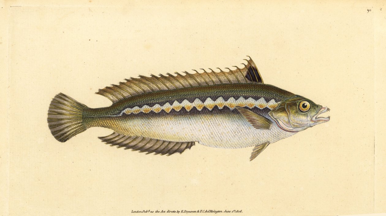 Akdeniz gökkuşağı wrasse, Coris julis (Girinti çizgili wrasse, Labrus julis). Edward Donovan tarafından Natural History of British Fishes, Donovan ve F.C. ve J. Rivington, Londra by Edward Donovan