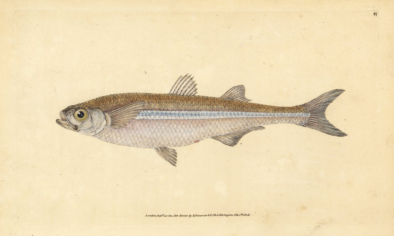 Akdeniz kum kokusu veya Avrupa atherine, Atherina hepsetus. Edward Donovan tarafından Natural History of British Fishes, Donovan ve F.C. ve J. Rivington, Londra by Edward Donovan