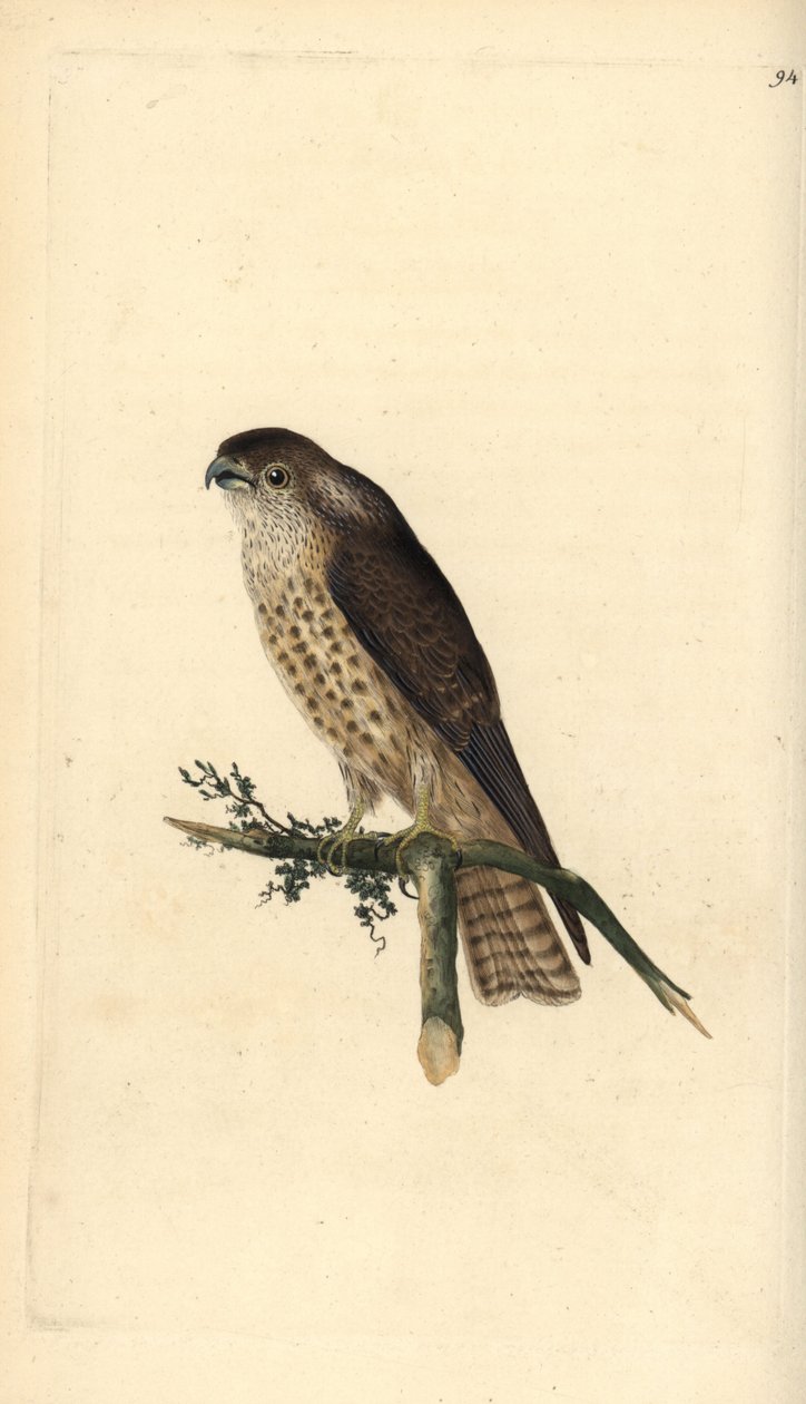 Merlin, Falco columbarius. Edward Donovan tarafından kendi “Natural History of British Birds” Londra kitabından çizilip kazınmış, elle boyanmış bakır levha by Edward Donovan