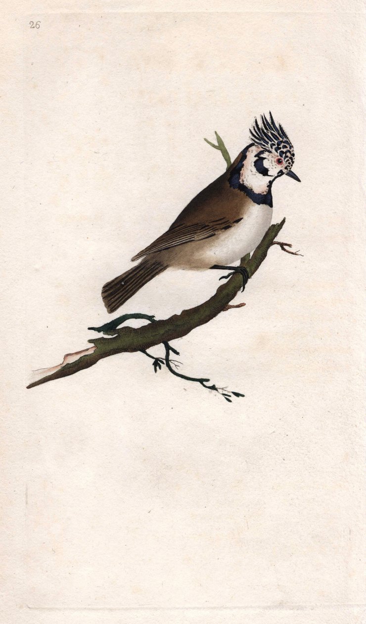 Tepeli Mesange. Lopophanes cristatus cristatus (Parus cristatus). İngiliz Kuşlarının Natural History, Londra