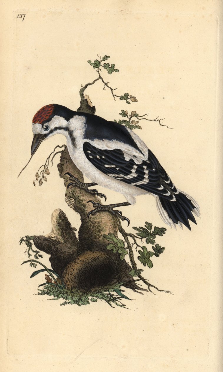 Orta benekli ağaçkakan, Dendrocopos medius. Edward Donovan tarafından kendi “Natural History of British Birds” Londra kitabından çizilip kazınmış, elle boyanmış bakır levha by Edward Donovan