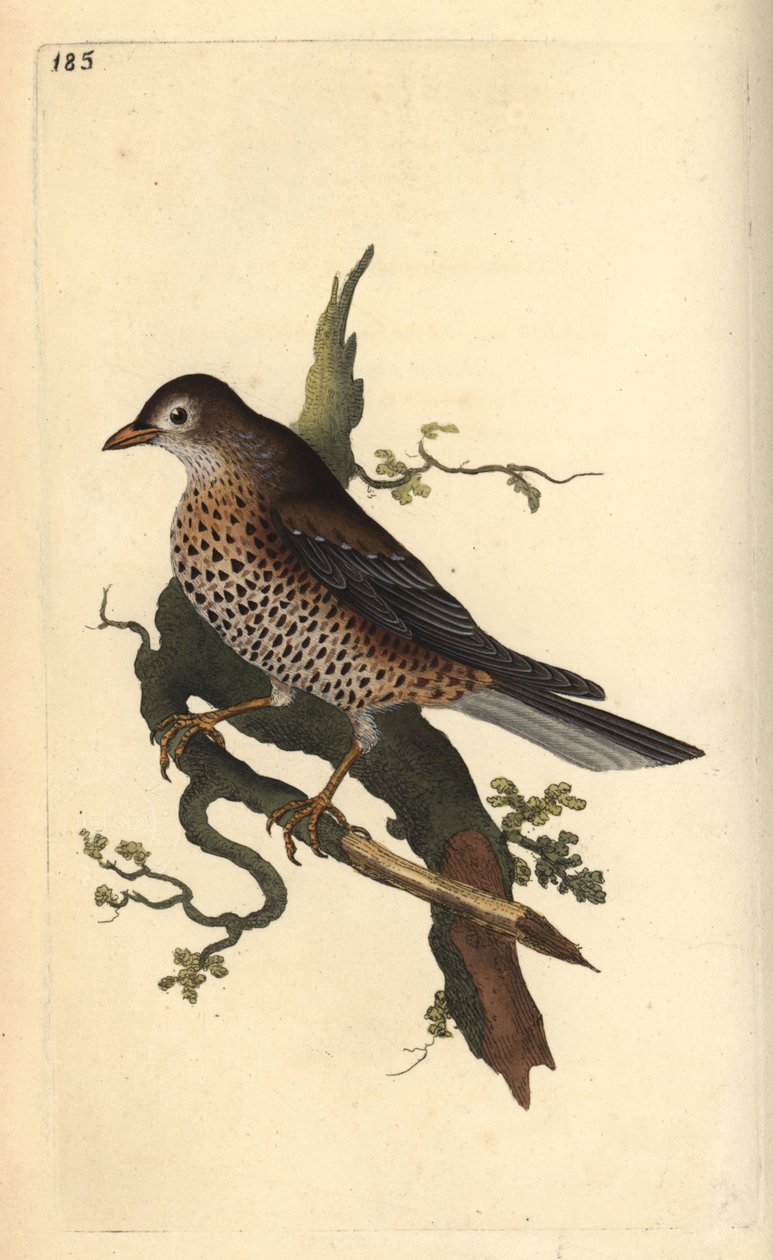 Ökse otu, Turdus viscivorus. Edward Donovan tarafından kendi “Natural History of British Birds” Londra kitabından çizilip kazınmış, elle boyanmış bakır levha by Edward Donovan