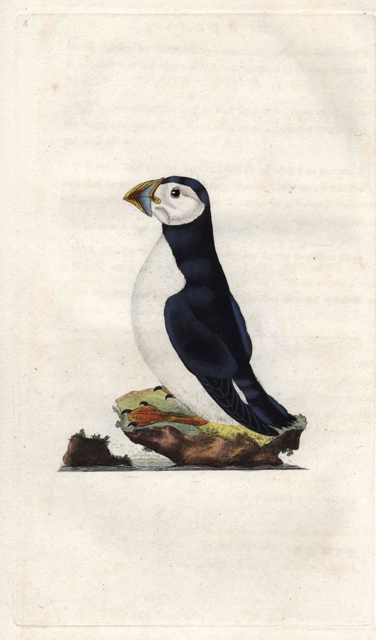 Keşiş yelkovanı. Fratercula arctica (Alca arctica). İngiliz Kuşlarının Natural History, Londra